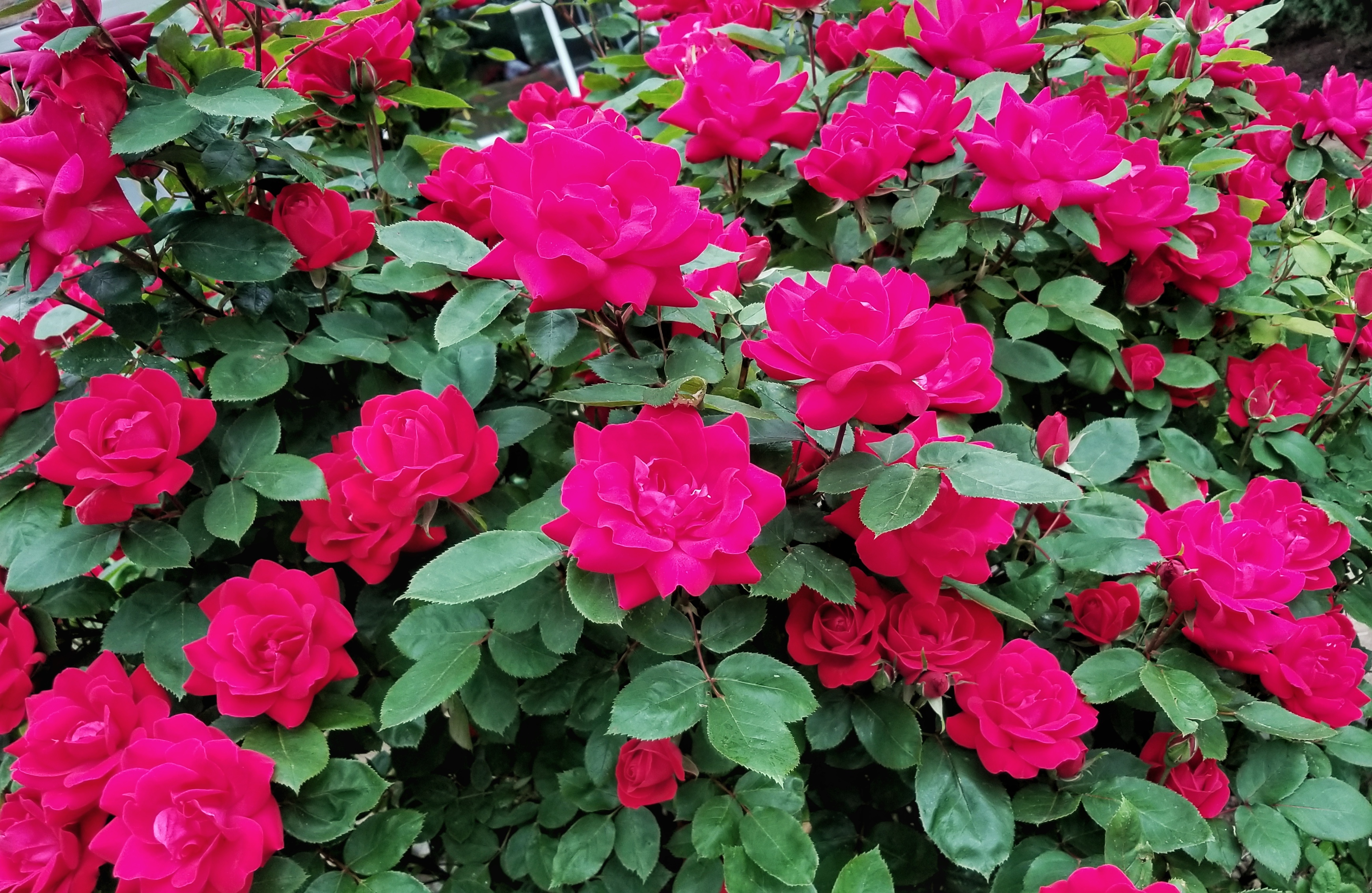 Flower bed planting and maintenance — All Seasons Lawn Care